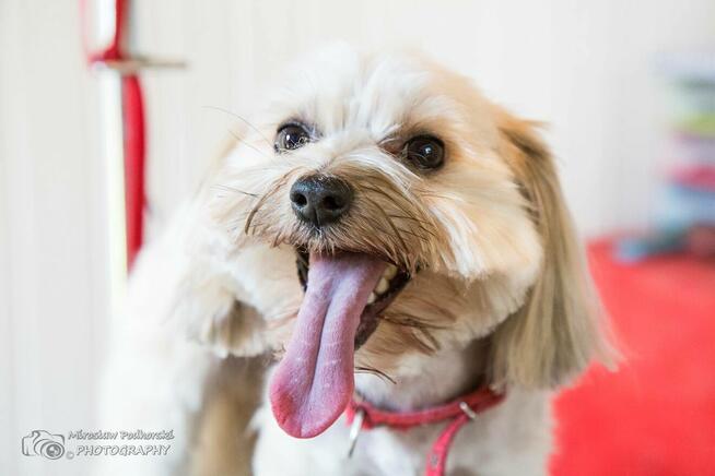 Salon Psiej Urody: HOUSE DOG S