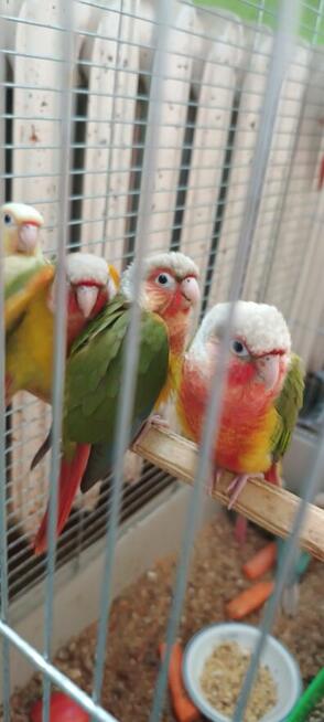 Ręcznie karmione rudosterki bardzo fajnie oswojone