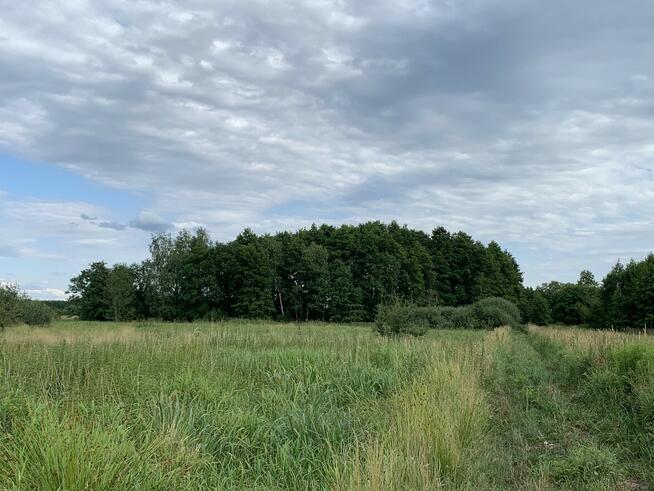 Dwie działki do inwestycji, Las liścias, Garki, gm. Odolanów