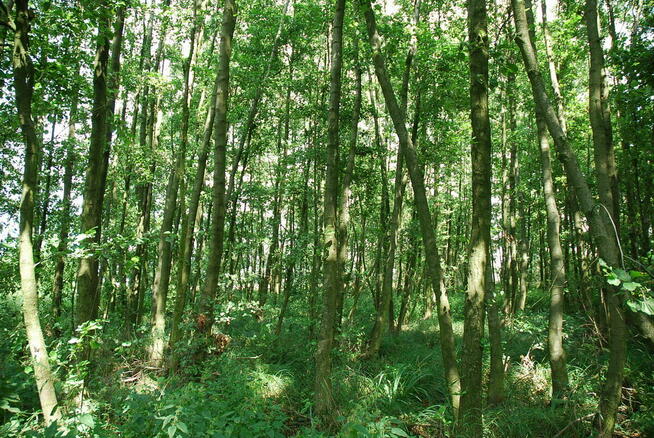 Dwie działki do inwestycji, Las liścias, Garki, gm. Odolanów