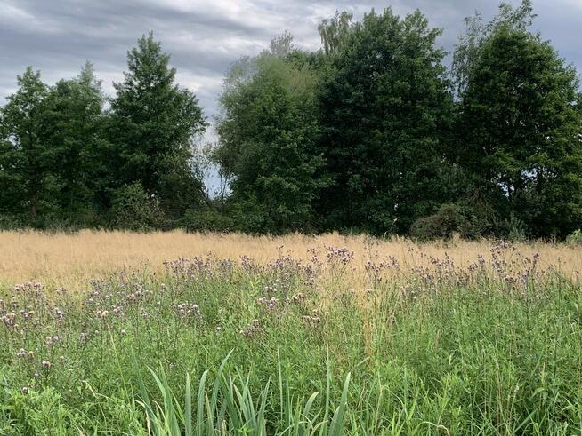 Dwie działki do inwestycji, Las liścias, Garki, gm. Odolanów