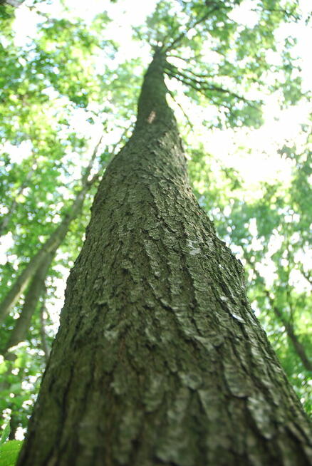 Dwie działki do inwestycji, Las liścias, Garki, gm. Odolanów