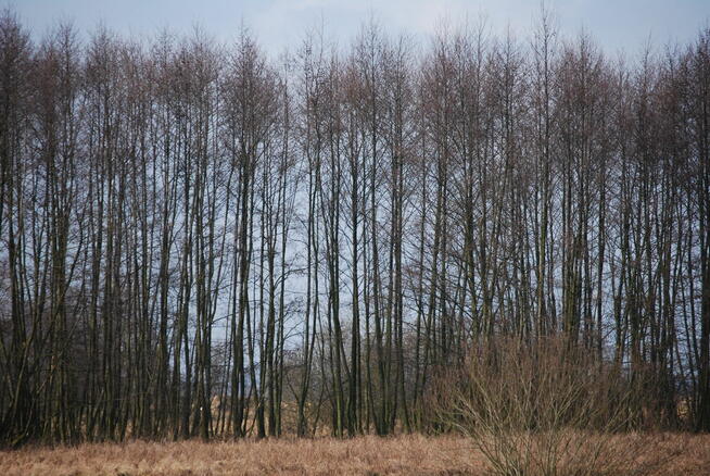 Dwie działki do inwestycji, Las liścias, Garki, gm. Odolanów