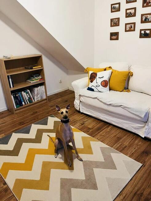 Duże mieszkanie do wynajęcia w Opolu na ul. Grudzickiej