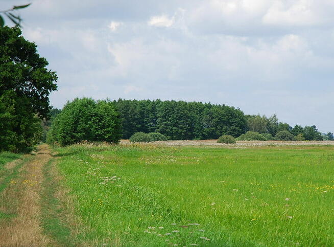 Dwie działki do inwestycji, Las liścias, Garki, gm. Odolanów