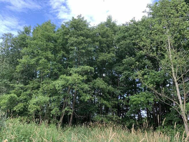 Dwie działki do inwestycji, Las liścias, Garki, gm. Odolanów