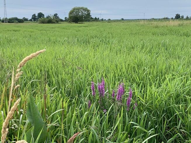 Dwie działki do inwestycji, Las liścias, Garki, gm. Odolanów
