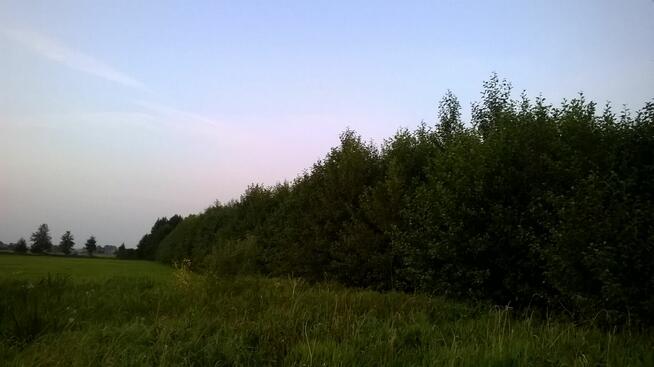 Dwie działki do inwestycji, Las liścias, Garki, gm. Odolanów