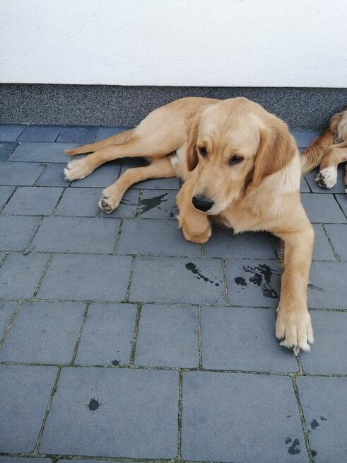 Reproduktor golden retriever