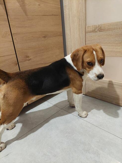 Sprzedam pieska beagle tricolor