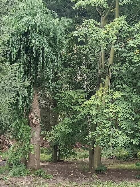 dom 120 m, duża działka z lasem