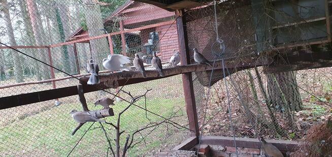 Cukrówki różne sprzedam