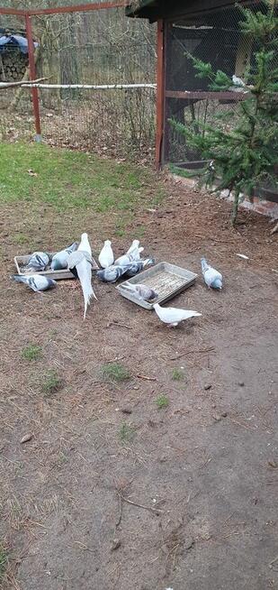 Cukrówki różne sprzedam