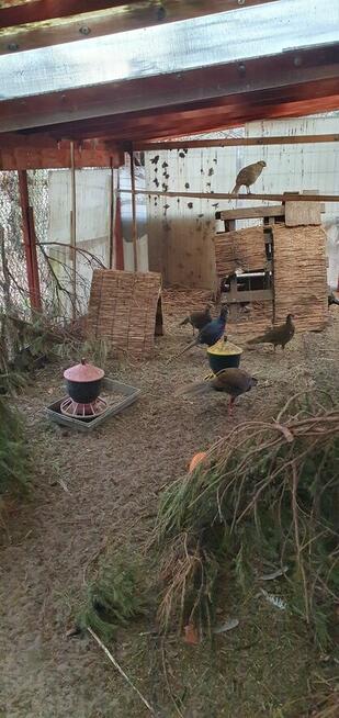 Cukrówki różne sprzedam