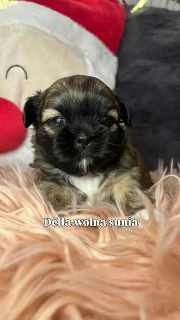 Shih-Tzu zachodniopomorskie