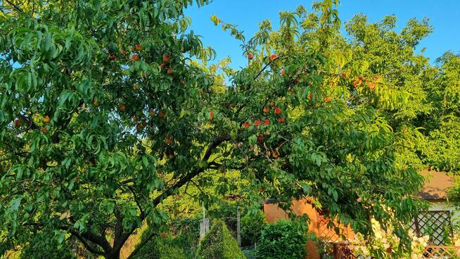 Sprzedam działkę rekreacyjną