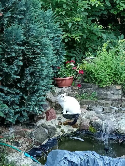 dom 120 m, duża działka z lasem