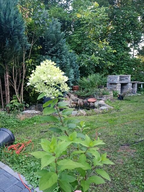 dom 120 m, duża działka z lasem