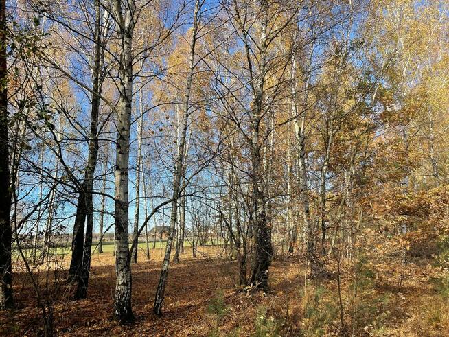 Działki Budowlane. Iwowe gm. Borowie. Powiat Garwoliński.