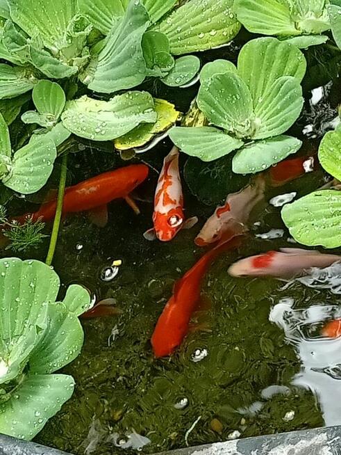 dom 120 m, duża działka z lasem