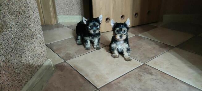Yorkshire Terrier - MOŻLIWOŚĆ TRANSPORTU - Suczka Suczki Yor
