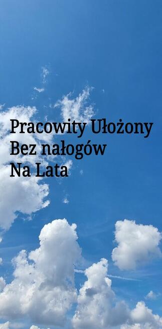 Nie palący Nie pijący szuka prace