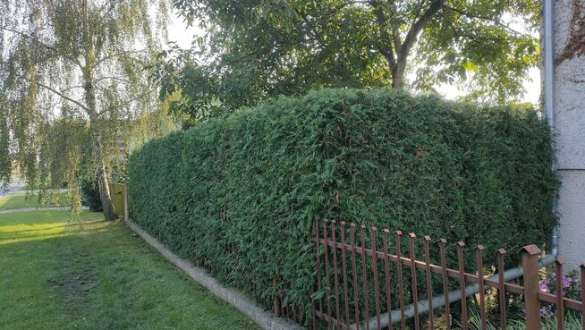 Zakładanie/pielęgnacja ogrodów, usługi mini ładowarką 500kg