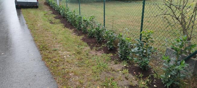 Zakładanie/pielęgnacja ogrodów, usługi mini ładowarką 500kg