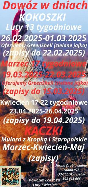 Ferma Drobiu Ładna WIELKA DOWÓZKA GRATIS(15szt) Kokoszki I K