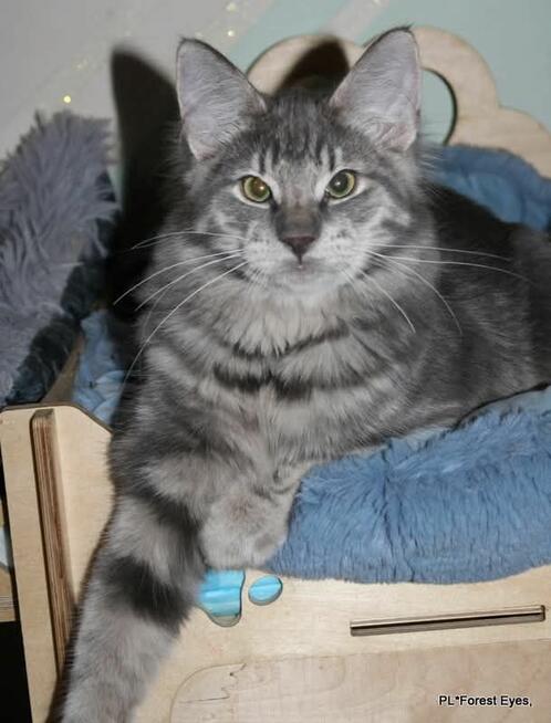 Cuda w unikalnym kolorze