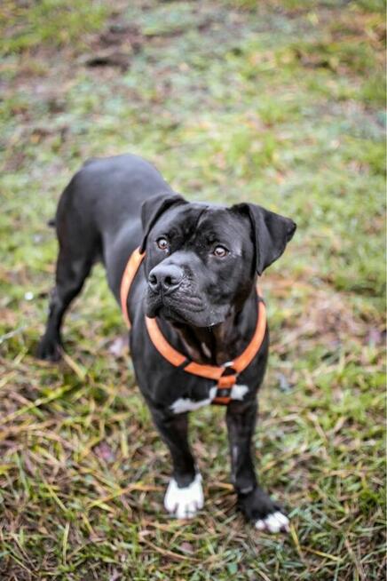 Kratos-pies w typie amstaffa do odpowiedzialnej adopcji