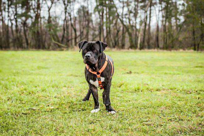 Kratos-pies w typie amstaffa do odpowiedzialnej adopcji