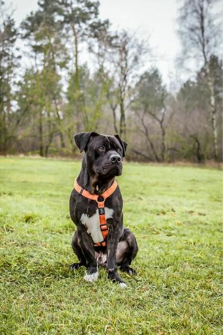 Kratos-pies w typie amstaffa do odpowiedzialnej adopcji