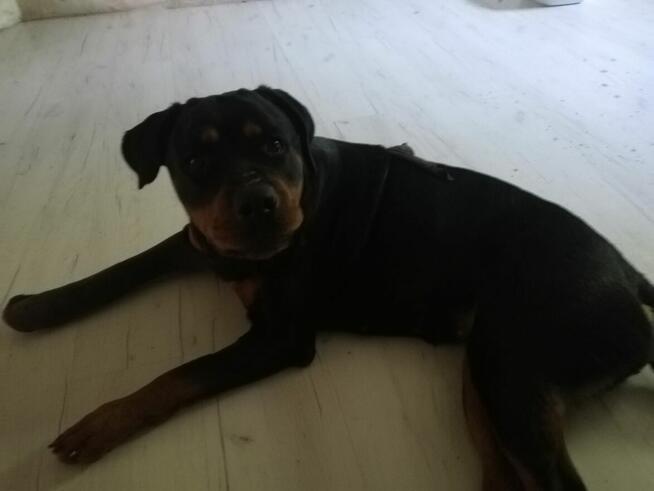 Rottweiler suczka 20mcy oddam