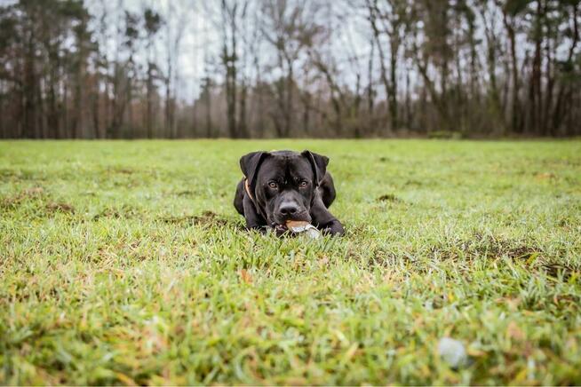 Kratos-pies w typie amstaffa do odpowiedzialnej adopcji