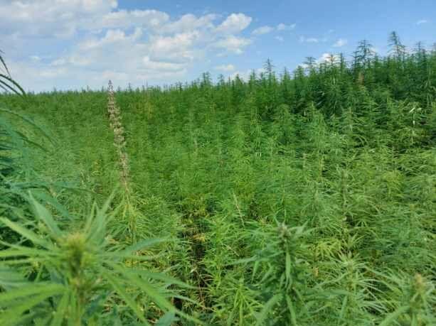 Olejek CBD 14 % 15 ml - Ekstrakt Full spectrum- Promocja