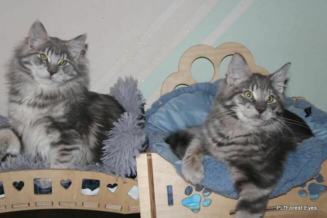 Cuda w unikalnym kolorze