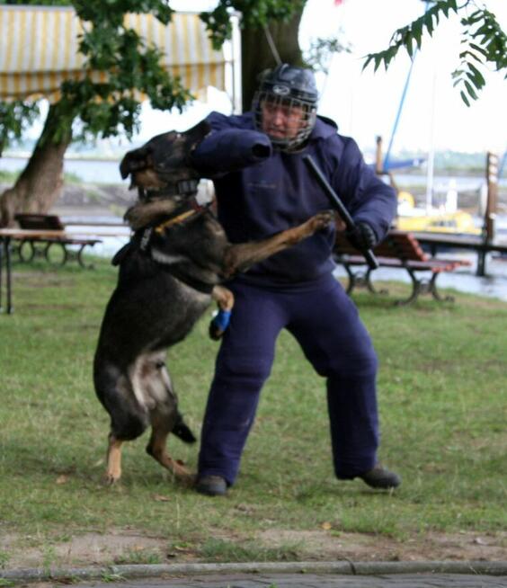 Szkolenie psów Rybnik 400 zł