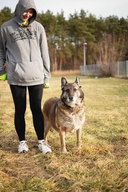 Klara-duża starsza suczka czeka na wymarzony dom-adopcja