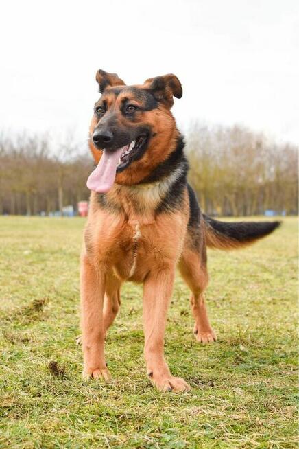 Nena-mlodziutka suczka w typie owczarka niemieckiego-adopcja