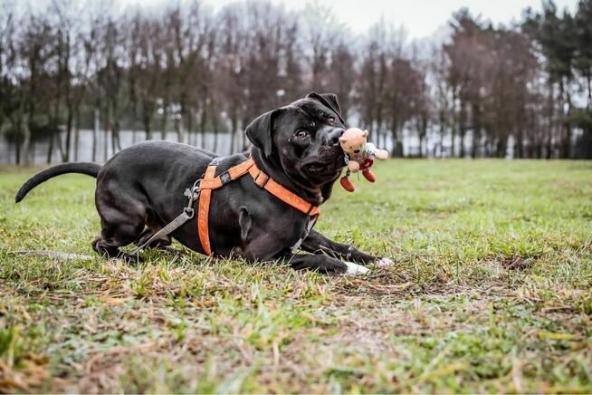 Kratos-pies w typie amstaffa do odpowiedzialnej adopcji
