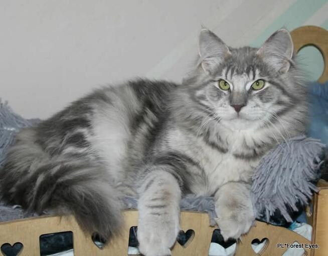 Cuda w unikalnym kolorze