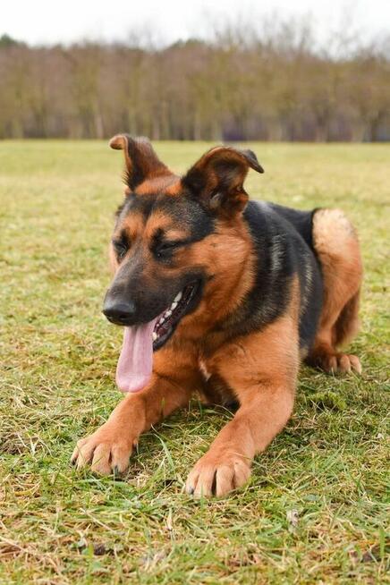 Nena-mlodziutka suczka w typie owczarka niemieckiego-adopcja