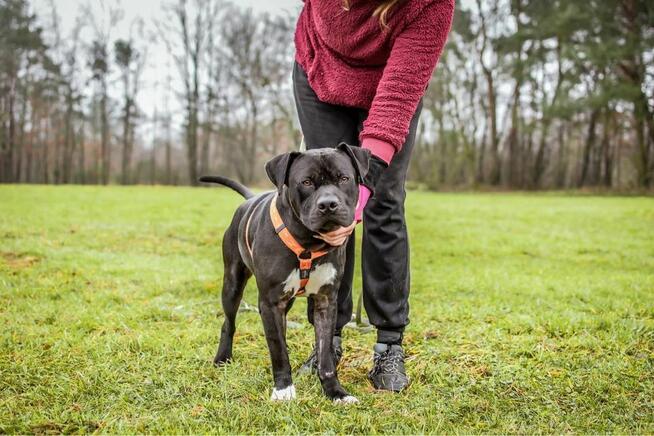 Kratos-pies w typie amstaffa do odpowiedzialnej adopcji