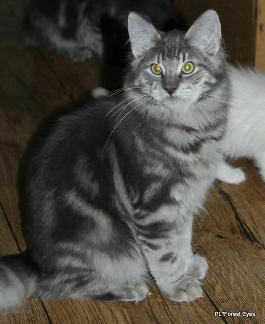 Cuda w unikalnym kolorze