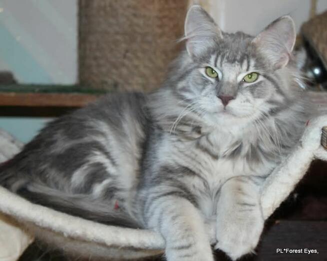 Cuda w unikalnym kolorze