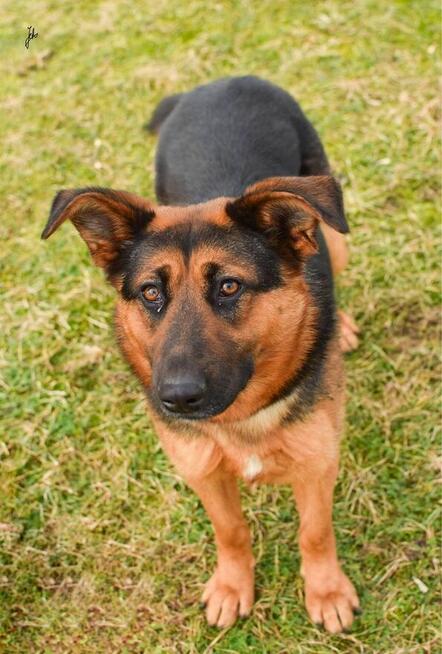 Nena-mlodziutka suczka w typie owczarka niemieckiego-adopcja