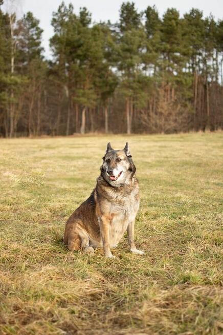 Klara-duża starsza suczka czeka na wymarzony dom-adopcja
