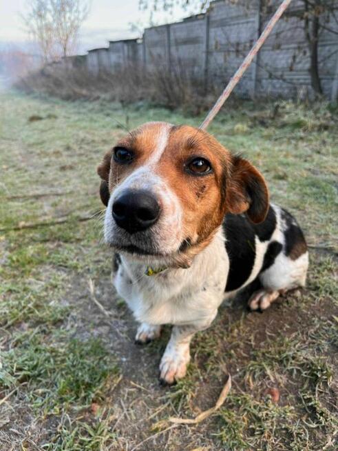 Wrażliwa, porzucona LAURA szuka kochającego domu !!