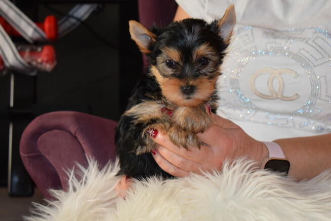 Yorkshire Terrier - SUCZKA YORKA - Szczeniaczek York